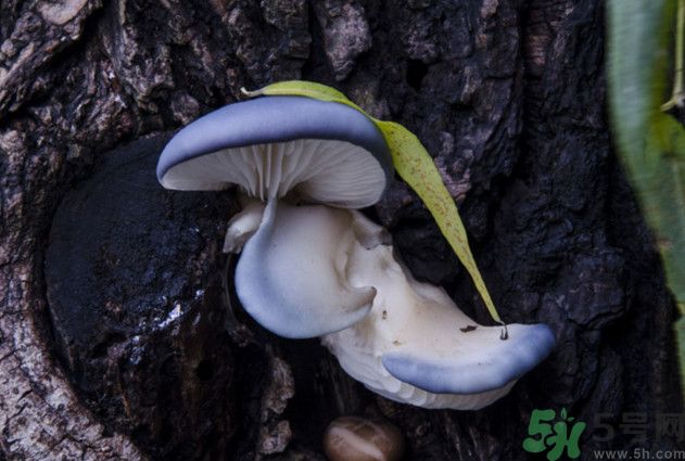 蘑菇能生吃嗎？蘑菇生吃會中毒嗎？