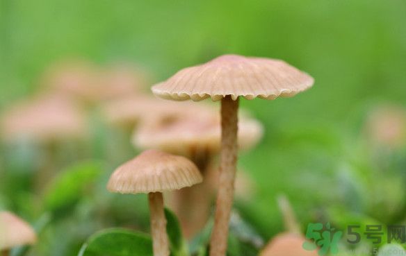 蘑菇能生吃嗎？蘑菇生吃會中毒嗎？