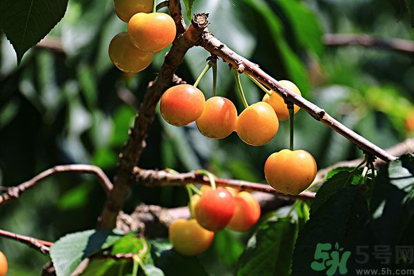 櫻桃枝能治療痛經(jīng)嗎？櫻桃枝的功效與作用