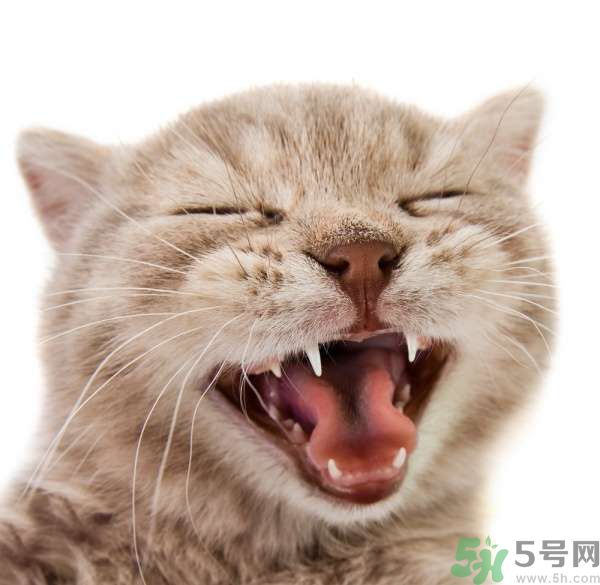 貓咪什么在時(shí)候換牙？貓咪換牙要注意什么？