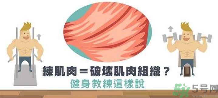 練肌肉會(huì)破壞肌肉組織嗎？練肌肉要注意什么呢？