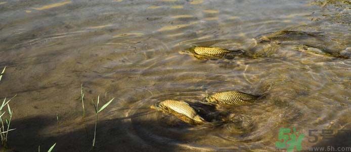 月牙泉再現(xiàn)鐵背魚 什么是鐵背魚？