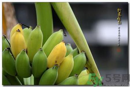 牛奶蕉可以減肥嗎？牛奶蕉怎么吃減肥？