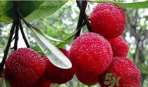 寶寶可以吃楊梅嗎？寶寶多大可以吃楊梅？