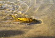 月牙泉再現(xiàn)鐵背魚(yú) 什么是鐵背魚(yú)？