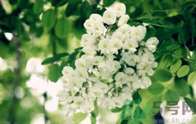 槐花怎么做好吃？槐花的做法有哪些？