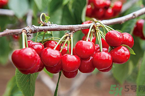 痛風(fēng)能吃櫻桃嗎？痛風(fēng)吃櫻桃可不可以？