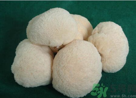 吃猴頭菇有什么好處？猴頭菇有什么營養(yǎng)價(jià)值？