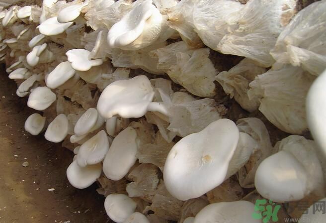 白靈菇和杏鮑菇有什么區(qū)別？白靈菇有什么營(yíng)養(yǎng)價(jià)值？