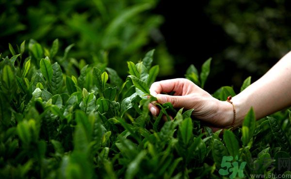 立夏喝什么茶好？立夏不能喝什么茶？