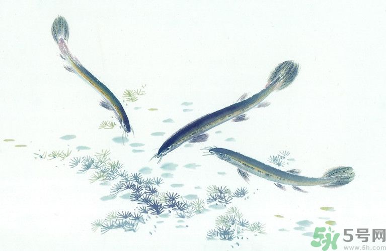 石斛和泥鰍能同吃嗎？石斛和泥鰍能一起吃嗎？