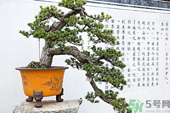 五針松松球能泡酒嗎？五針松松球泡酒有什么功效？