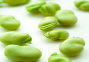 蠶豆是熱性還是涼性？蠶豆是熱性的嗎？