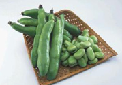 蠶豆是發(fā)物嗎？蠶豆是不是發(fā)物？