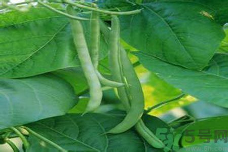四季豆沒熟吃了會中毒嗎？吃四季豆中毒了怎么辦？