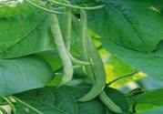 孕婦可以吃四季豆嗎？孕婦吃四季豆好嗎？
