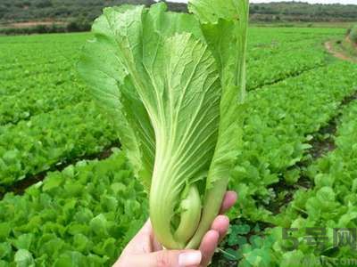 芥菜與鯽魚(yú)可以一起吃嗎？芥菜和鯽魚(yú)一起吃好不好？