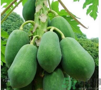 吃青木瓜可以減肥嗎？吃青木瓜有什么好處？
