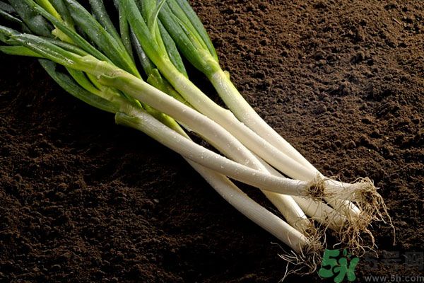 夏天上火能吃蔥嗎？夏天吃蔥會(huì)不會(huì)上火？