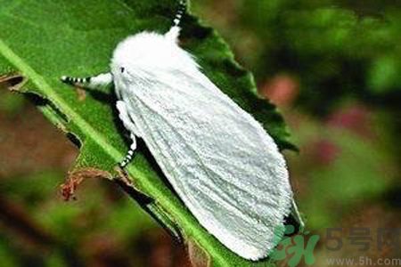 為什么15-25號(hào)不要曬被子？什么是美國(guó)白蛾？