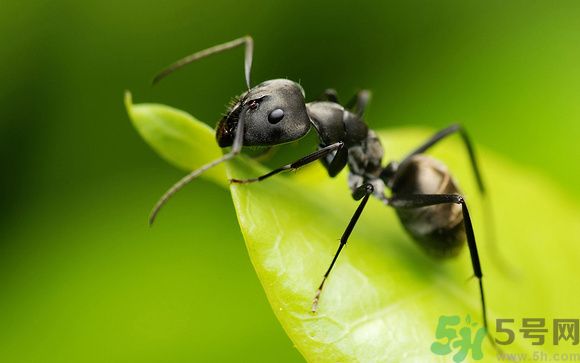 家里有螞蟻怎么辦？驅除螞蟻的方法是什么？