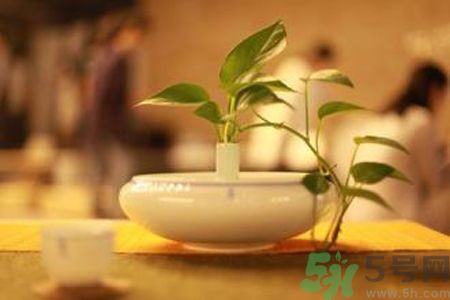 孕婦可以喝米茶嗎？懷孕可以喝米茶嗎？