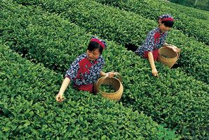 女生夏天喝什么茶最好？女生夏天適合喝什么茶？