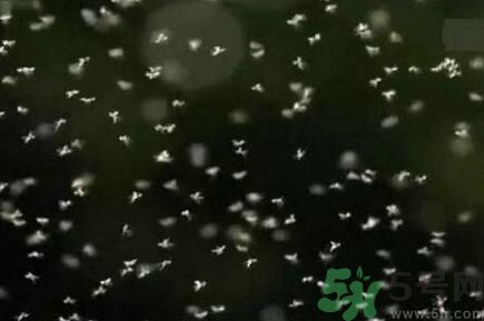 蚊子可以吃嗎？吃蚊子會怎么樣？