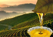 茶籽油可以天天吃嗎？可以每天用茶籽油炒菜嗎？