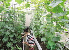 陽臺怎么種蔬菜？陽臺適合種什么蔬菜？