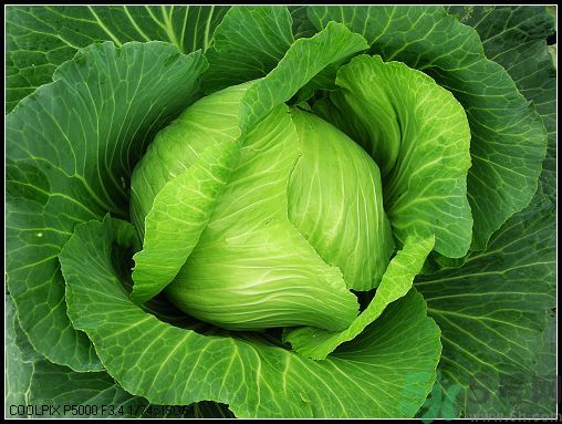 包菜外面的葉子壞了里面還能吃嗎？包菜壞了一部分還能吃嗎？