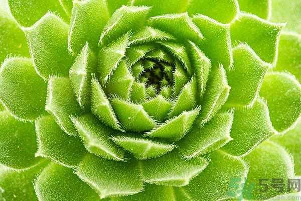 多肉植物需要澆水嗎？多肉植物澆水可以澆到葉子上嗎？