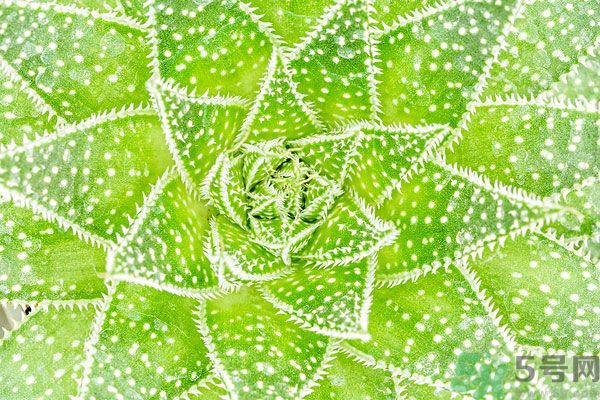 多肉植物需要澆水嗎？多肉植物澆水可以澆到葉子上嗎？