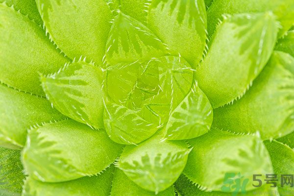 多肉植物需要澆水嗎？多肉植物澆水可以澆到葉子上嗎？