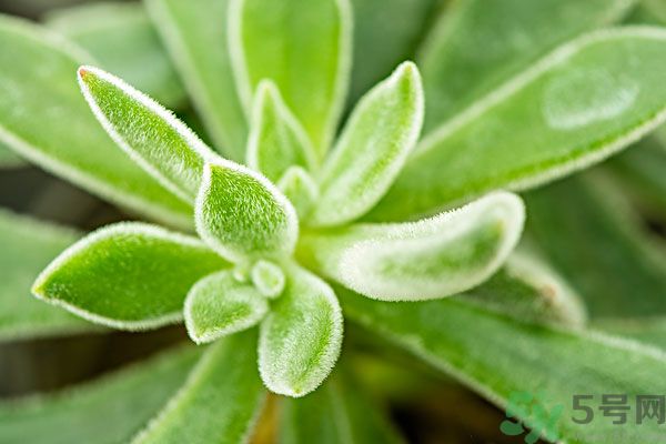 多肉植物需要澆水嗎？多肉植物澆水可以澆到葉子上嗎？