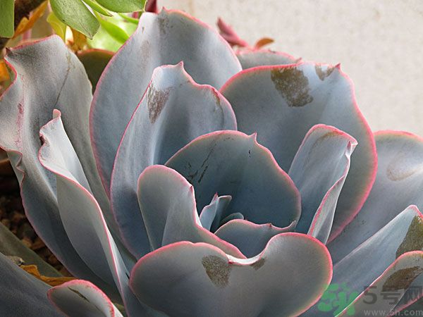多肉植物需要澆水嗎？多肉植物澆水可以澆到葉子上嗎？