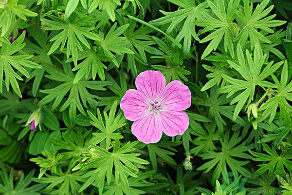天竺葵有驅(qū)蚊作用嗎？什么植物能驅(qū)蚊子？