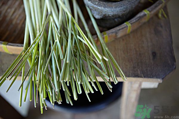 天竺葵有驅(qū)蚊作用嗎？什么植物能驅(qū)蚊子？