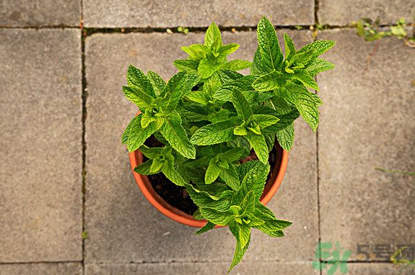 天竺葵有驅(qū)蚊作用嗎？什么植物能驅(qū)蚊子？