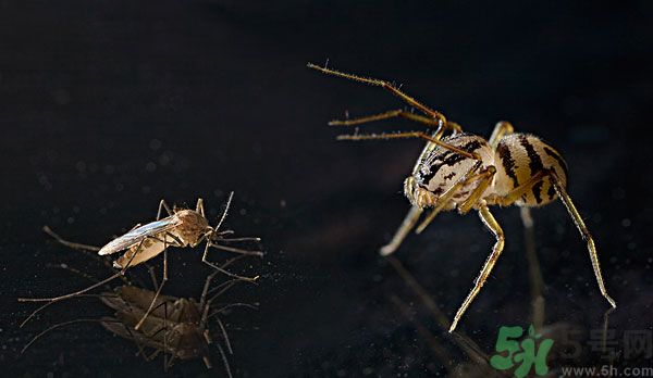 紗窗網(wǎng)密度蚊子能進(jìn)去嗎？紗窗能擋住蚊子嗎？