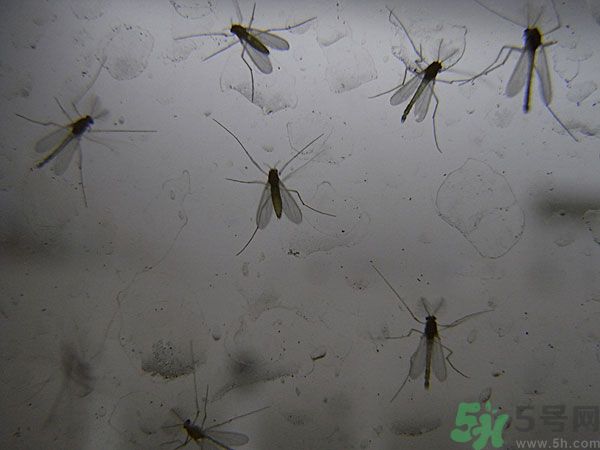 紗窗網(wǎng)密度蚊子能進(jìn)去嗎？紗窗能擋住蚊子嗎？