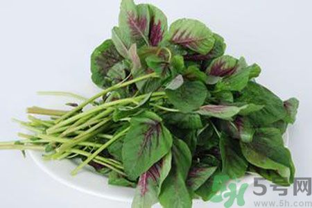 漢菜是熱性還是涼性？漢菜是涼性的嗎？