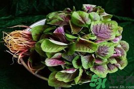 糖尿病可以吃莧菜嗎？糖尿病吃莧菜好嗎？