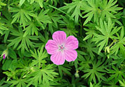天竺葵有驅(qū)蚊作用嗎？什么植物能驅(qū)蚊子？