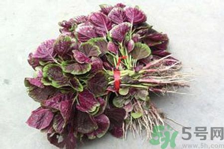 莧菜汁為什么是紅色？莧菜汁的顏色為什么是紅色？