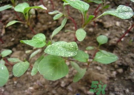 莧菜葉子上有白點(diǎn)是怎么回事？莧菜葉子上有白點(diǎn)可以吃嗎？