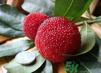 楊梅紅色好還是黑色好？楊梅顏色越深越好嗎？