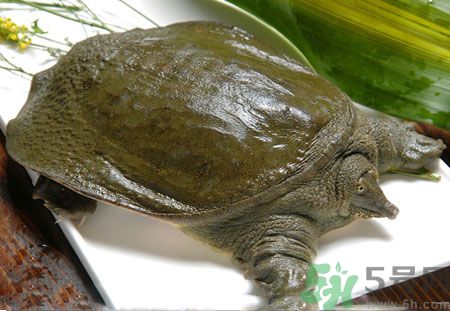 莧菜和甲魚一起吃會(huì)中毒嗎？吃了莧菜了甲魚怎么辦？