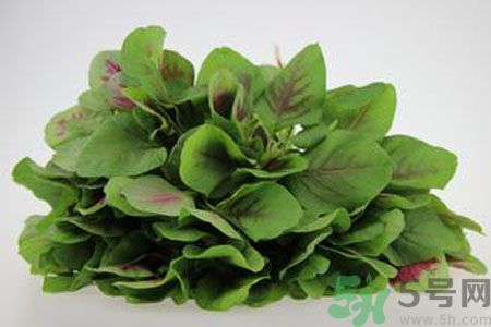莧菜可以生吃嗎？莧菜生吃了會怎樣？