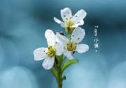 小滿喝什么茶？小滿喝什么茶好？